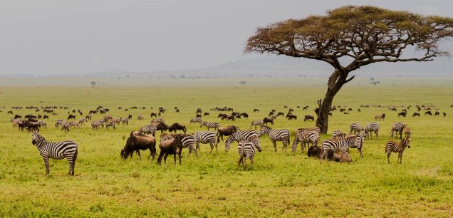 Serengeti