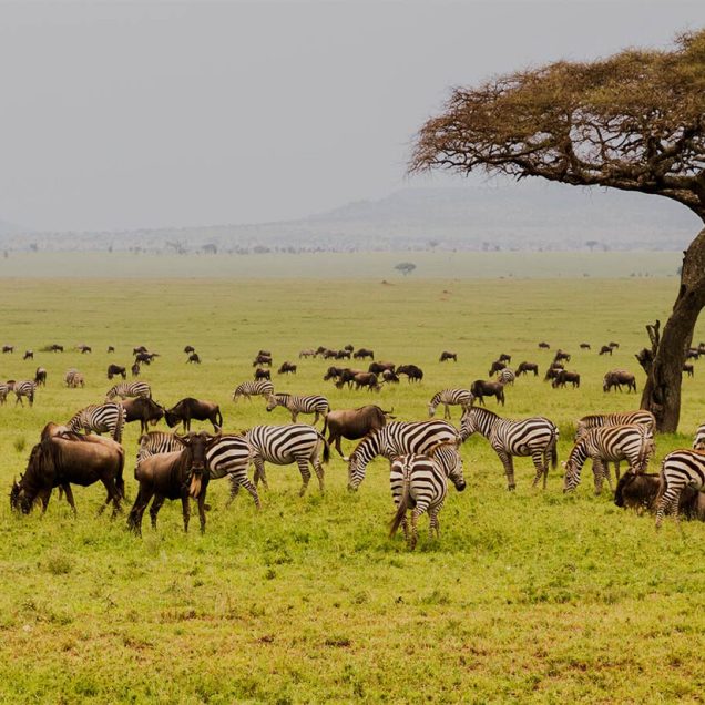 Serengeti