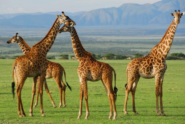 4 Nights / 5Days Serengeti Horizons