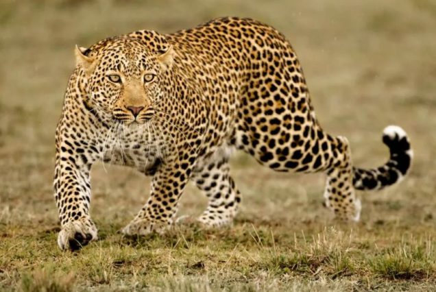 Safaris 8-Day Tanzania Safari Tour