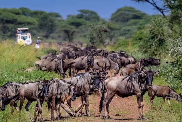 8 Nights / 9 Days - Wildebeest Migration Odyssey Tour
