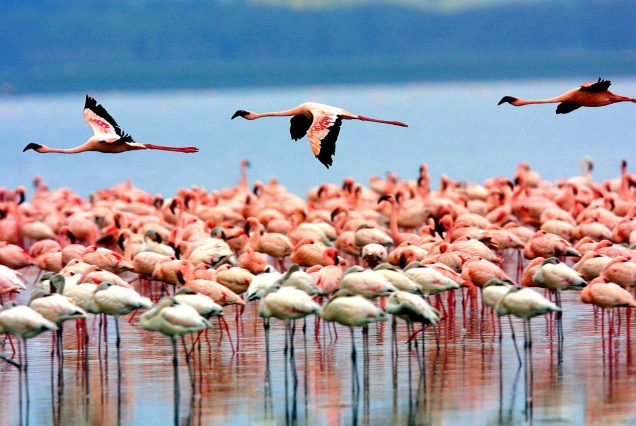 Lake Manyara National Park Day Trip